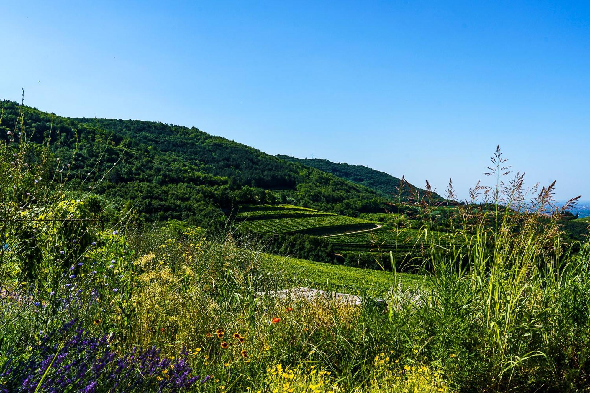 Villa Balis Crema Verona Hills (Adults Only) Grezzana Zewnętrze zdjęcie